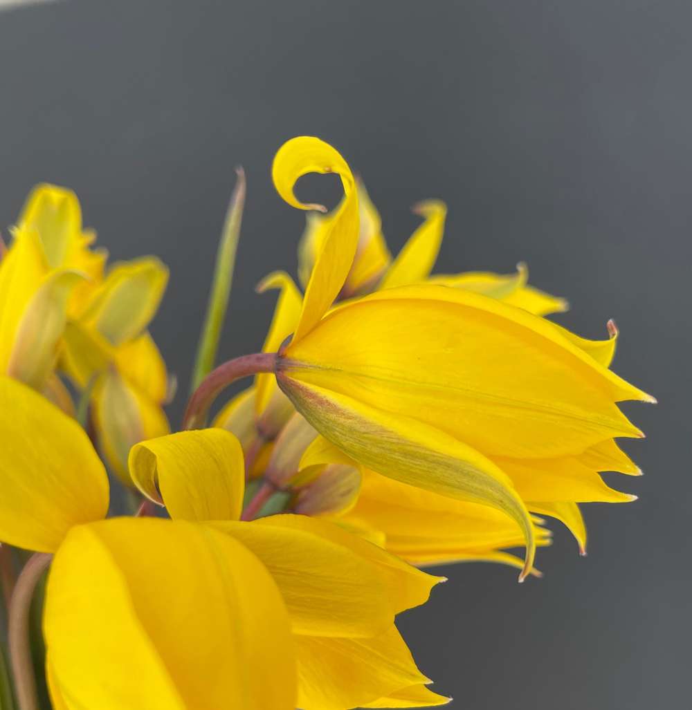 Botanisk Tulipan 'Sylvestris'